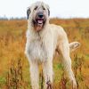 White Irish Wolfhound Diamond Painting