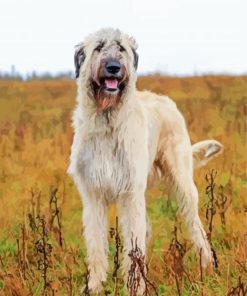 White Irish Wolfhound Diamond Painting