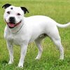 White Staffy Dog Diamond Painting