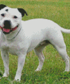 White Staffy Dog Diamond Painting