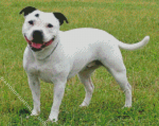 White Staffy Dog Diamond Painting