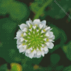 White Clover Plant Art Diamond Painting