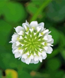 White Clover Plant Art Diamond Painting