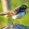 Aesthetic Willie Wagtail Diamond Painting