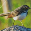 Aesthetic Willie Wagtail Diamond Painting