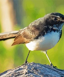 Aesthetic Willie Wagtail Diamond Painting