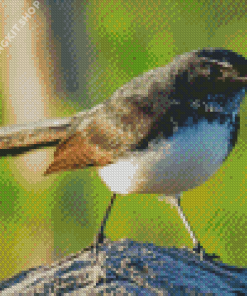 Aesthetic Willie Wagtail Diamond Painting