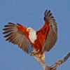 African Fish Eagle Diamond Painting