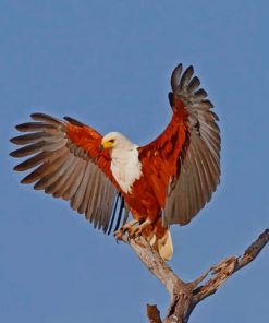 African Fish Eagle Diamond Painting