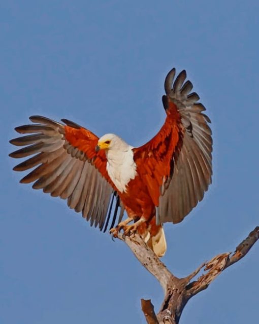 African Fish Eagle Diamond Painting