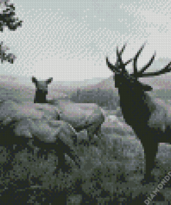 Black And White Elks Diamond Painting