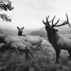 Black And White Elks Diamond Painting