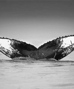 Black And White Whale Tail Diamond Painting