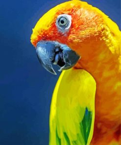 Close Up Sun Conure Diamond Painting