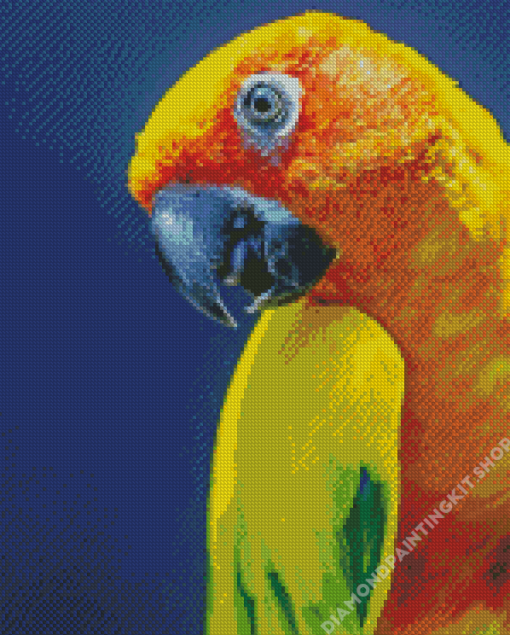 Close Up Sun Conure Diamond Painting