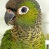 Cute Black Capped Conure Diamond Painting