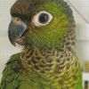 Cute Black Capped Conure Diamond Painting