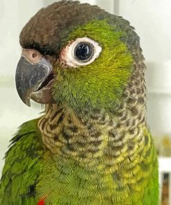 Cute Black Capped Conure Diamond Painting