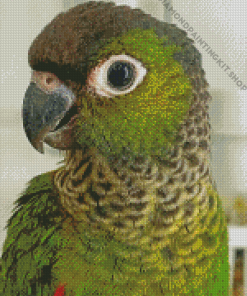 Cute Black Capped Conure Diamond Painting