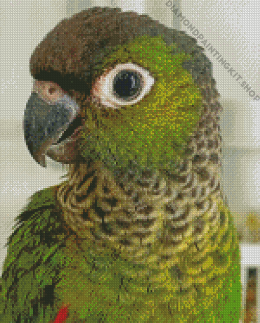 Cute Black Capped Conure Diamond Painting