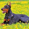 Cute Dobermann Diamond Painting