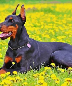 Cute Dobermann Diamond Painting