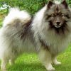 Cute Keeshond Puppy Diamond Painting