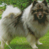 Cute Keeshond Puppy Diamond Painting