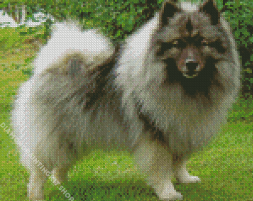 Cute Keeshond Puppy Diamond Painting