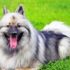 Keeshond Dog Animal Diamond Painting