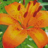 Orange Tiger Lilies Diamond Painting