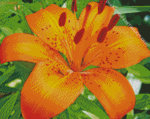 Orange Tiger Lilies Diamond Painting