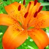 Orange Tiger Lilies Diamond Painting