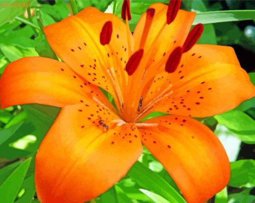 Orange Tiger Lilies Diamond Painting