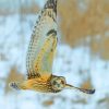 Owl Staring Diamond Painting