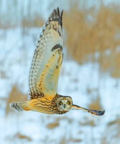 Owl Staring Diamond Painting