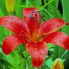 Red Lily Flower Plant Diamond Painting