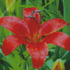 Red Lily Flower Plant Diamond Painting