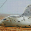 Sleeping Harbor Seal Diamond Painting