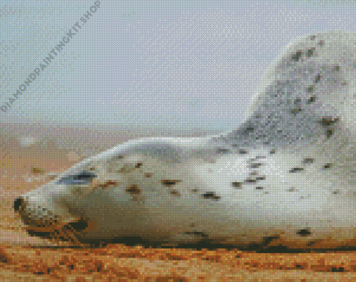 Sleeping Harbor Seal Diamond Painting