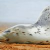 Sleeping Harbor Seal Diamond Painting