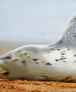 Sleeping Harbor Seal Diamond Painting