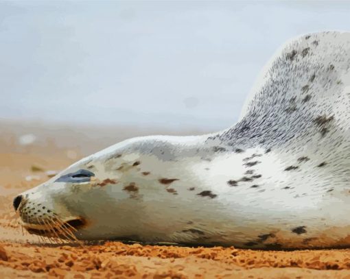 Sleeping Harbor Seal Diamond Painting