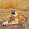 Smiling Lioness Animal Diamond Painting