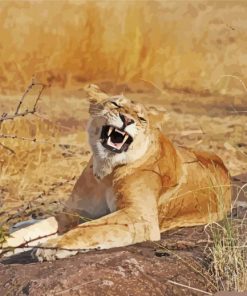 Smiling Lioness Animal Diamond Painting