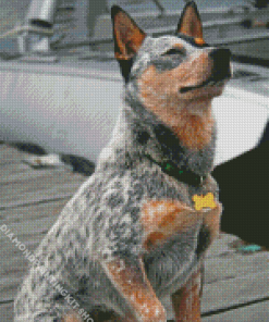 Australian Cattle Dog Sitting Diamond Painting