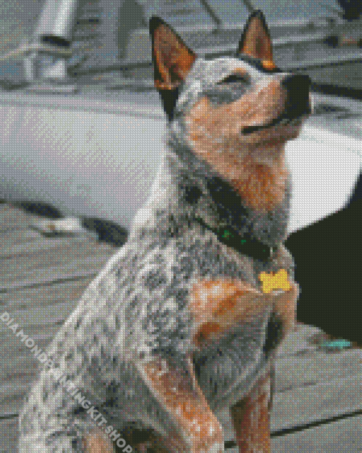 Australian Cattle Dog Sitting Diamond Painting