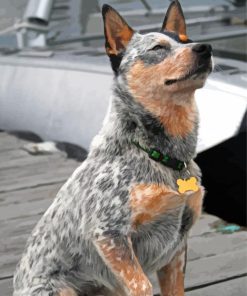 Australian Cattle Dog Sitting Diamond Painting