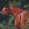 Bay Horse Animal Diamond Painting