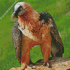 Bearded Vulture Diamond Painting